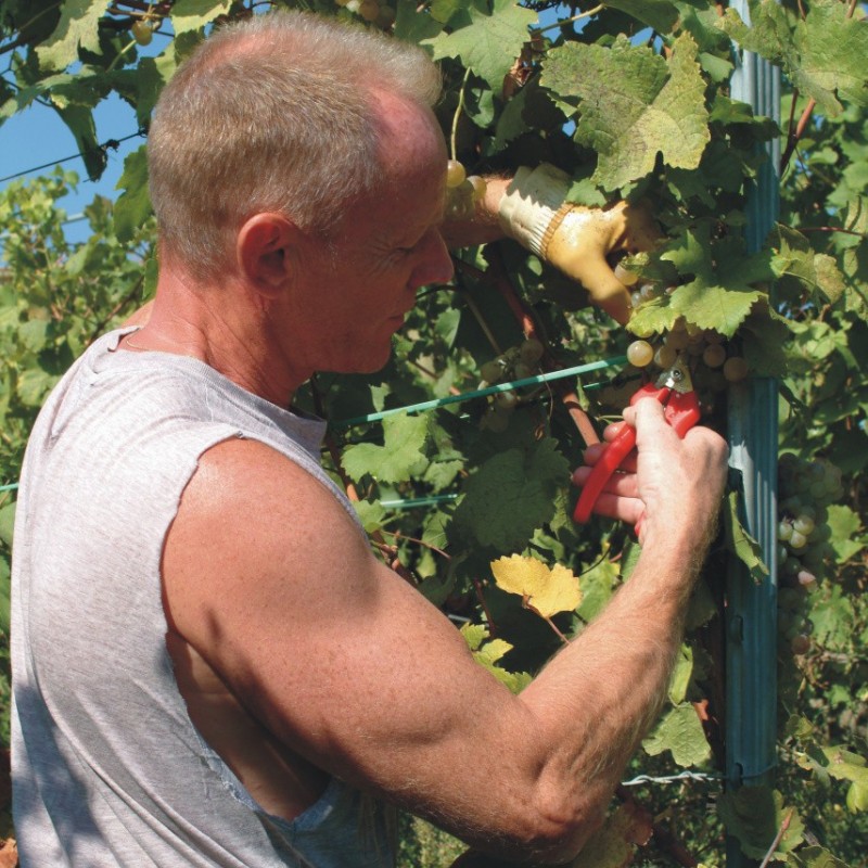 Sécateur Taille vignes