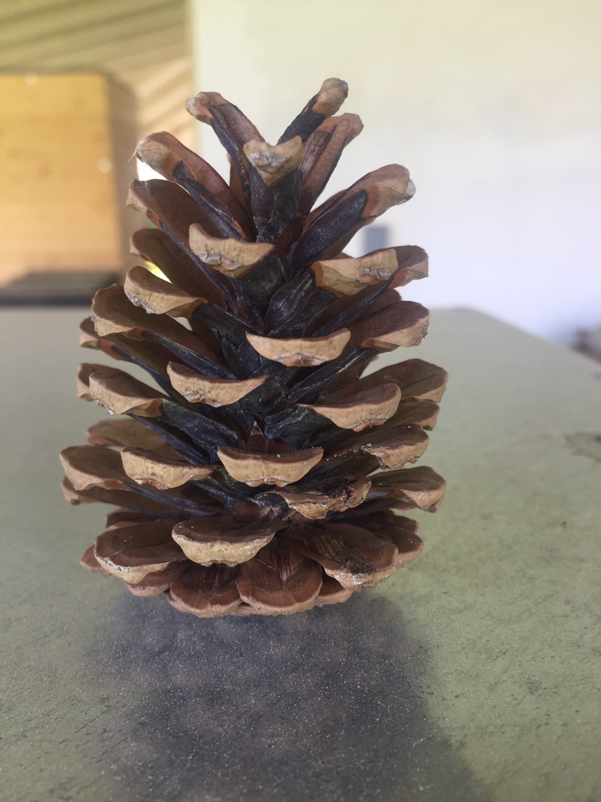 Pomme de pin non traitée