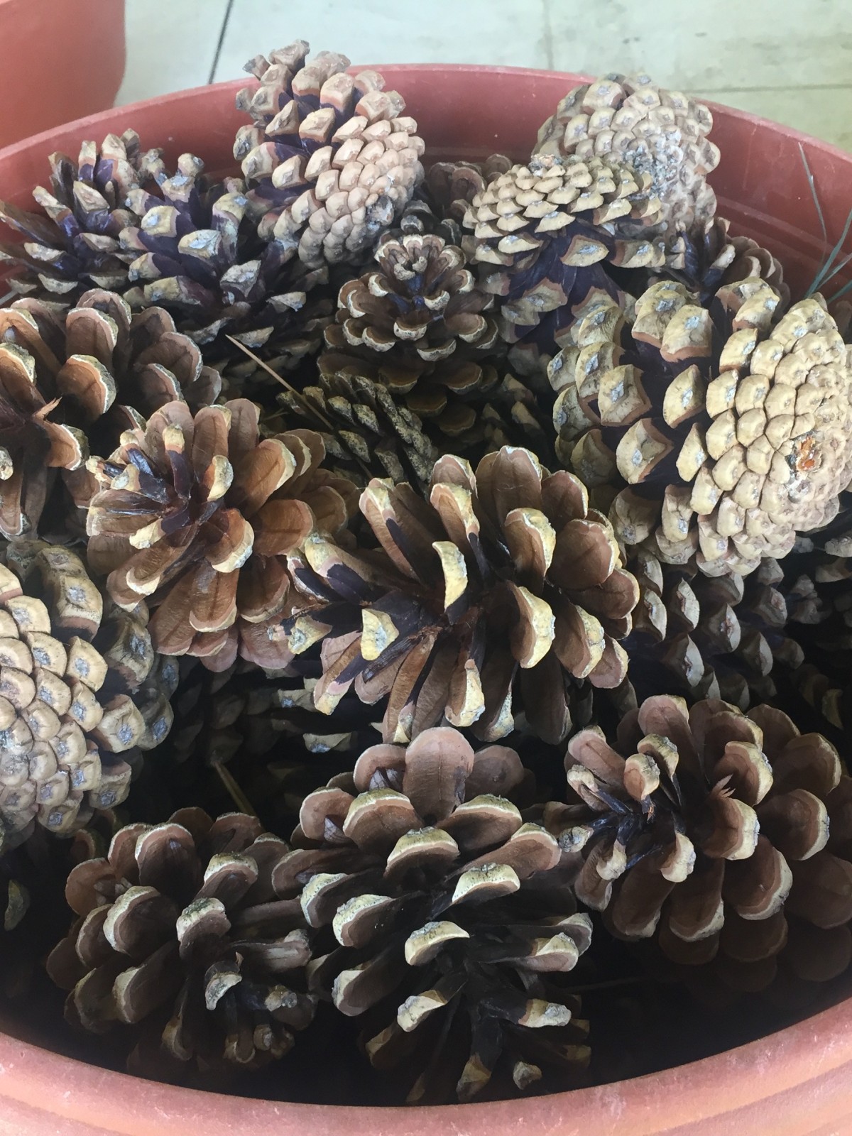 Pommes de pin d'Alsace