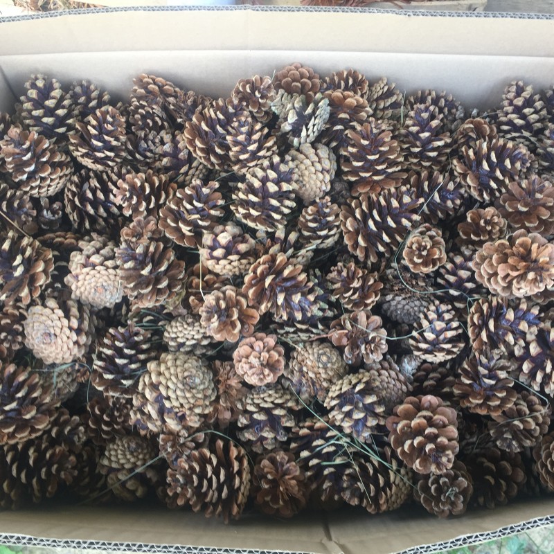 Pommes de pins naturels