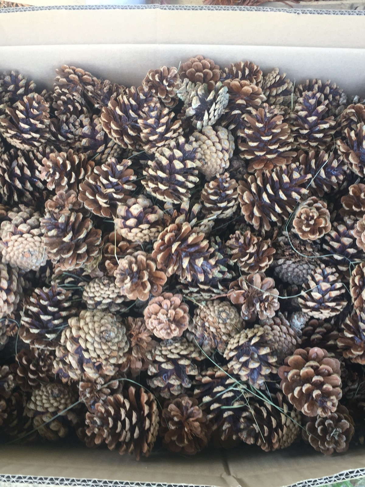 Pommes de pins naturels