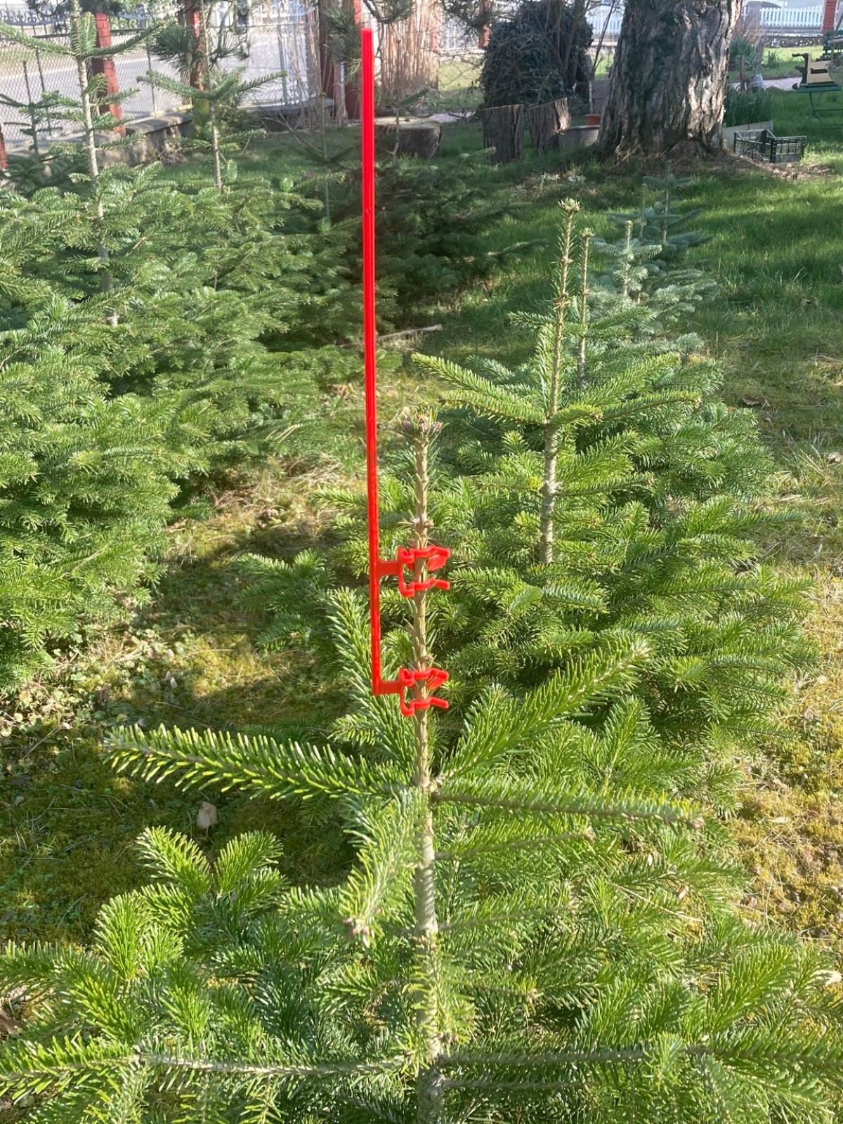 Tige sur sapin nordmann