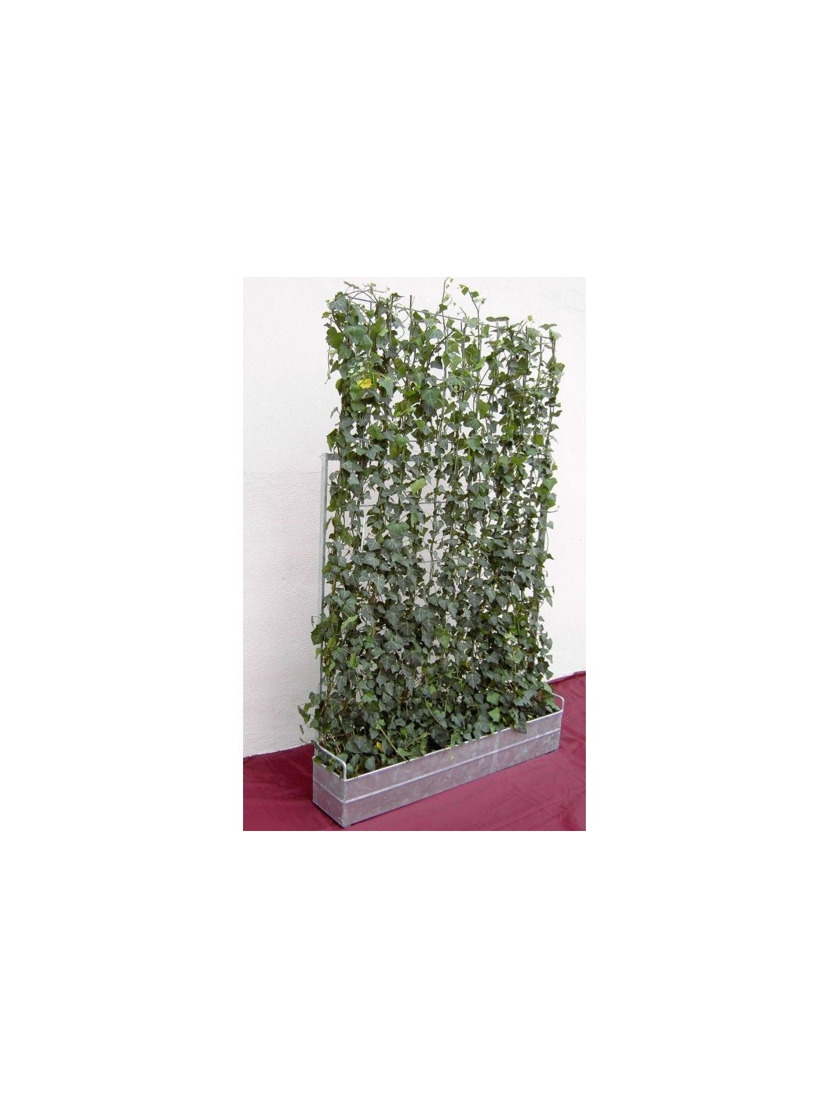 tuteur de plante grimpante