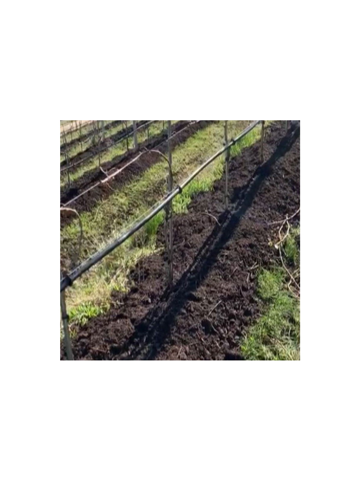 ligne compost viticulture