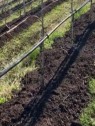 ligne compost viticulture