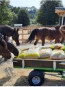 aliments chevaux